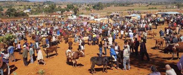 Marché des zébus hebdomadaire à Antsirabe - région Vakinankaratra © M. Vigne, Cirad